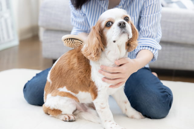 ペットと飼い主が一緒にいる